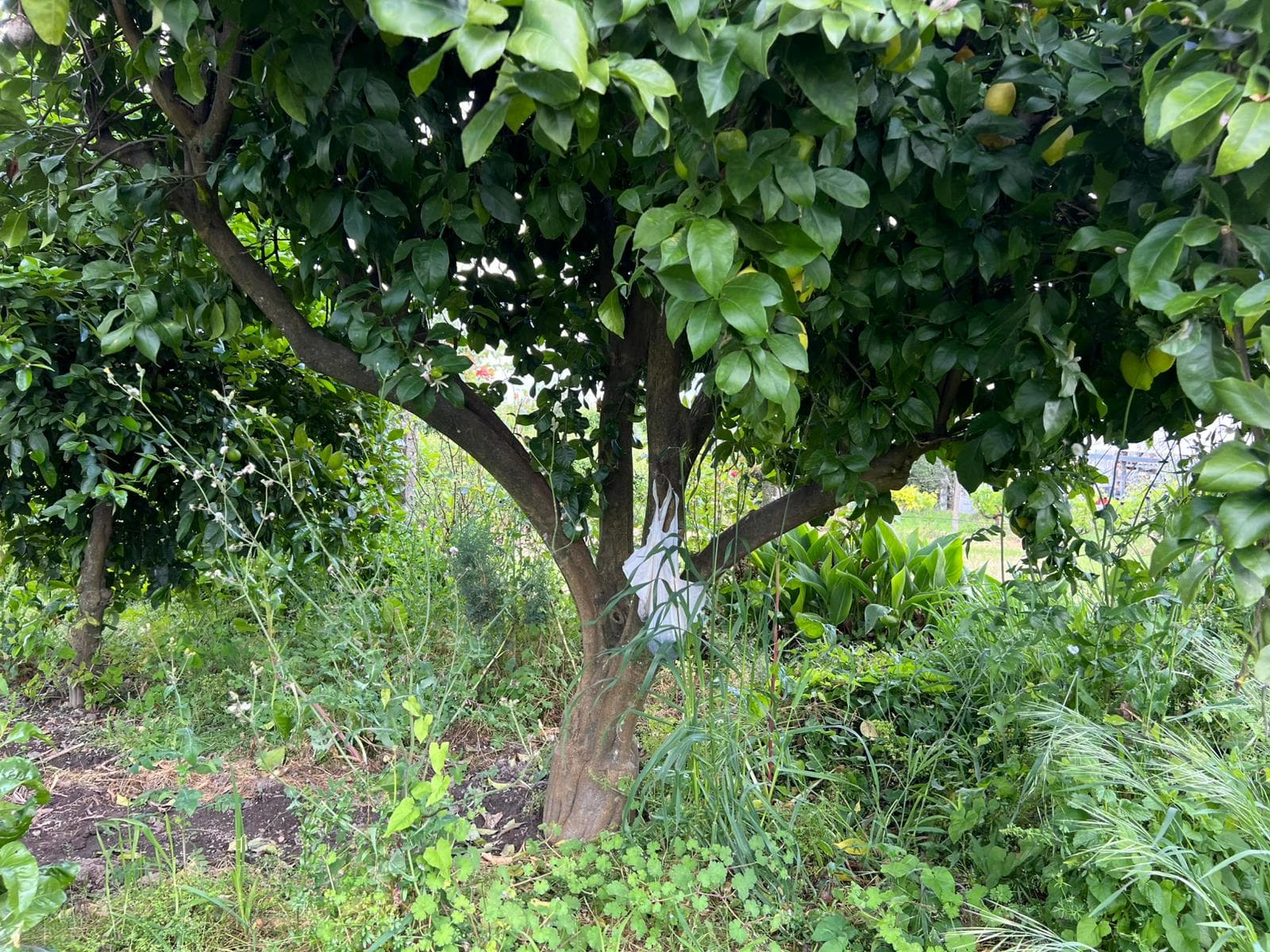 Limoeiro carregado de fruta