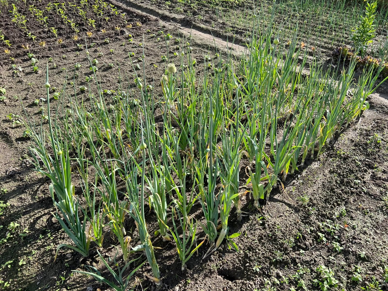 Horta cultivada com fileiras de cebolas