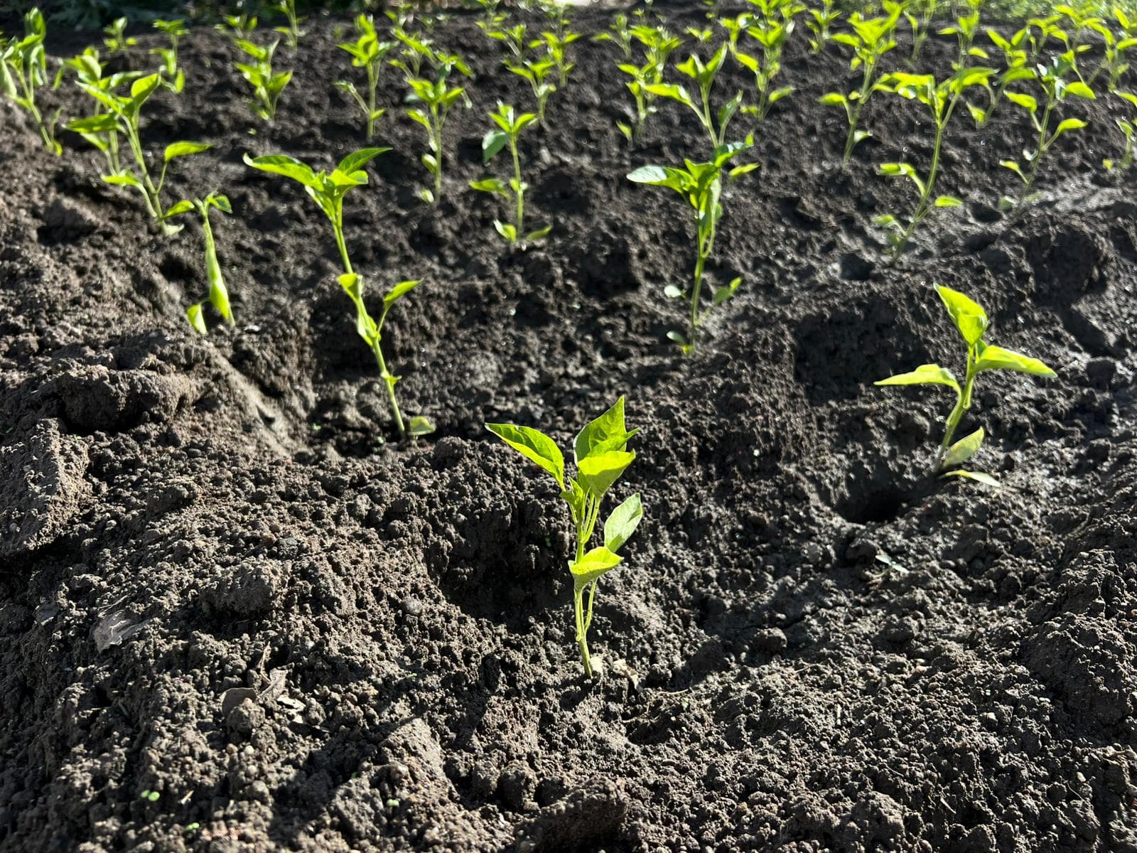 Plantas a brotar em terra preparada